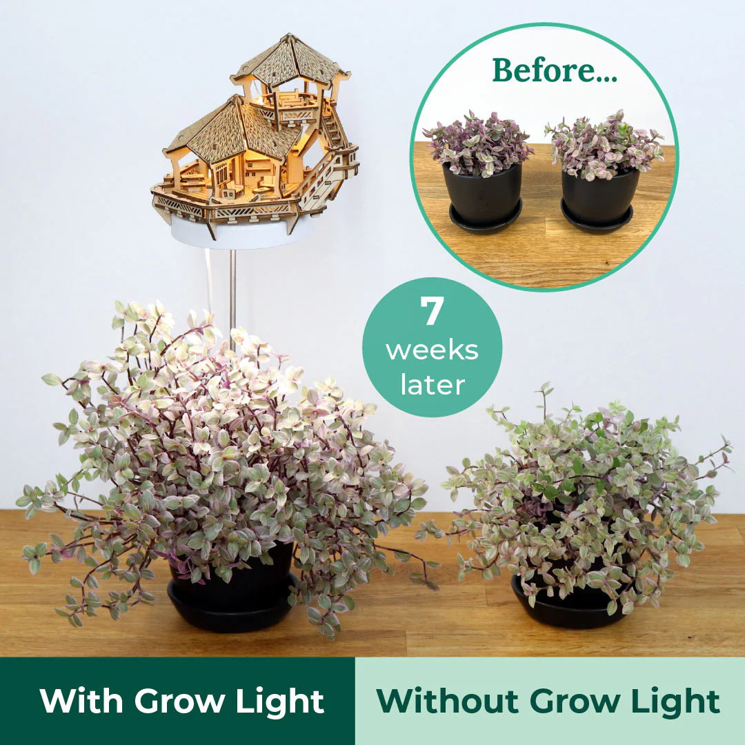 Island Cabana + Grow Light