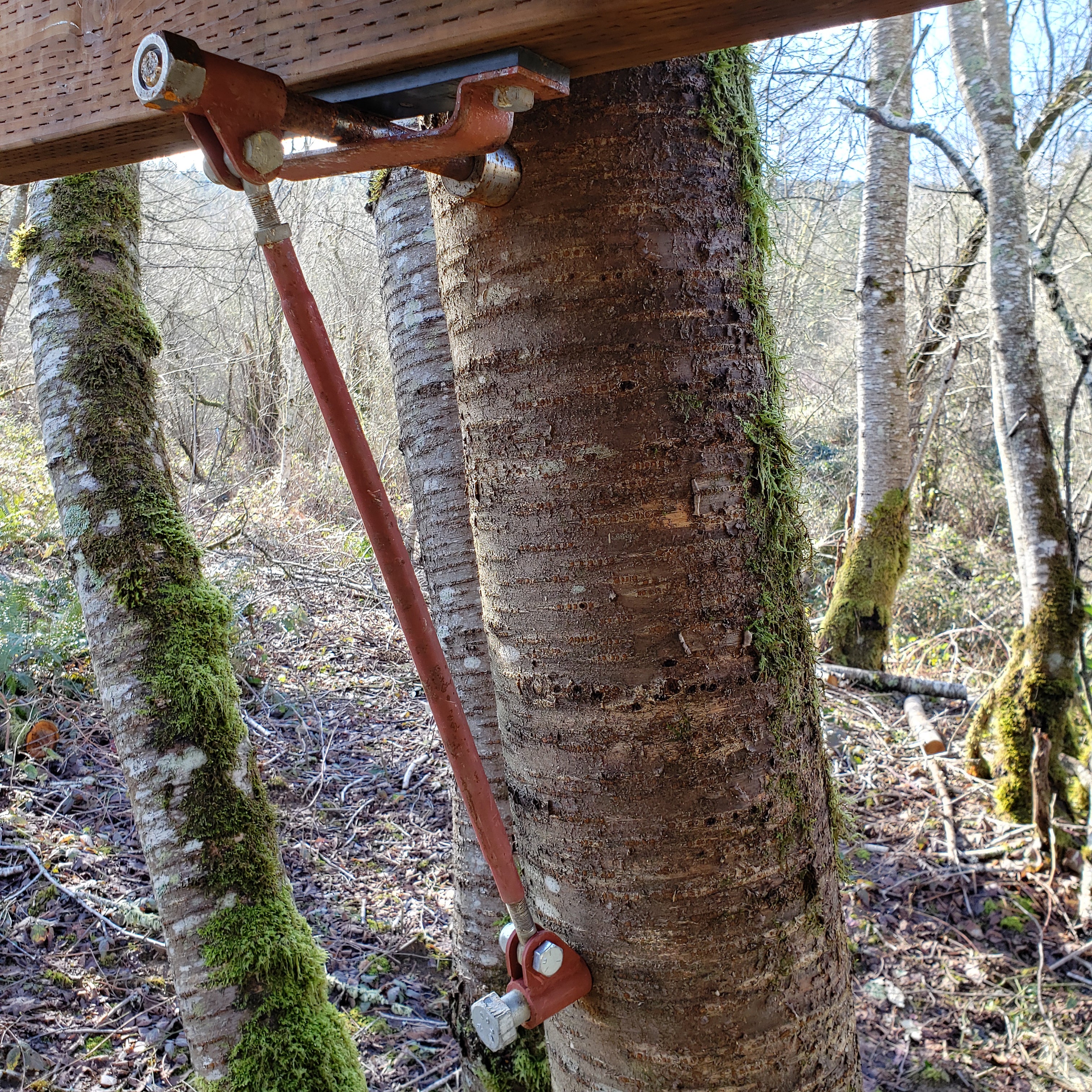 Tree Fort Strut Backup